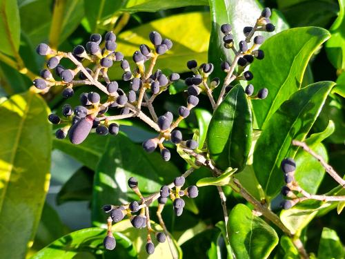 Ligustrum japonicum ‘Texanum’ HORT'IS VIRIDIOS (R)
