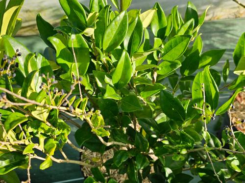 Ligustrum japonicum ‘Texanum’ HORT'IS VIRIDIOS (R)