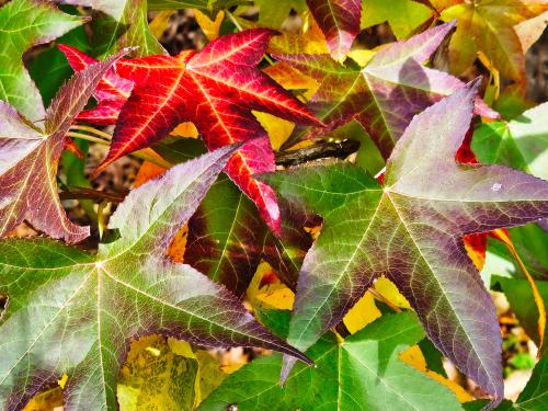 Liquidambar styracyflua  HORT'IS VIRIDIOS (R)