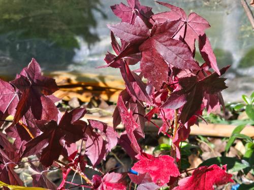 Liquidambar styracyflua  HORT'IS VIRIDIOS (R)