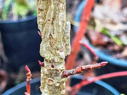 Liquidambar styracyflua  HORT'IS VIRIDIOS (R)