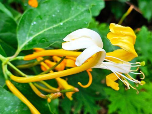 Lonicera hildebrandiana HORT'IS VIRIDIOS (R)