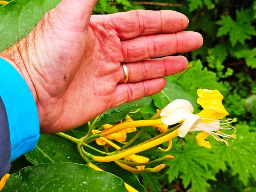 Lonicera hildebrandiana HORT'IS VIRIDIOS (R)
