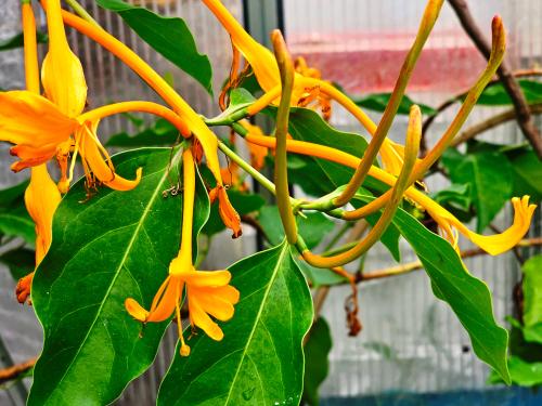 Lonicera hildebrandiana HORT'IS VIRIDIOS (R)