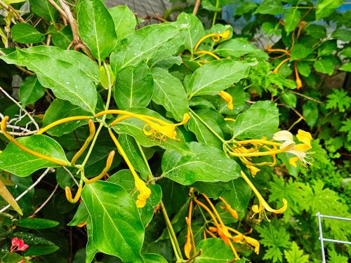 Lonicera hildebrandiana HORT'IS VIRIDIOS (R)