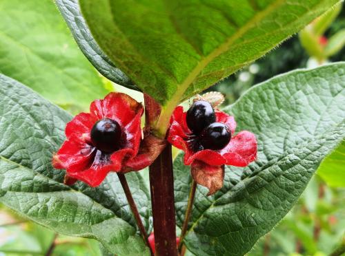 Lonicera ledebourii HORT'IS VIRIDIOS (R)