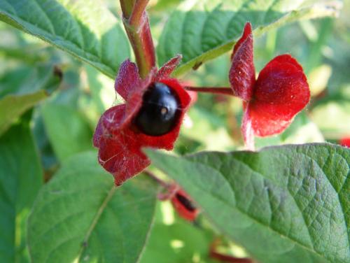  Lonicera ledebourii HORT'IS VIRIDIOS (R)