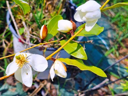 Michelia yunnanensis- Magnolia laevifolia HORT'IS VIRIDIOS (R)
