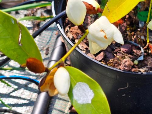 Michelia yunnanensis- Magnolia laevifolia HORT'IS VIRIDIOS (R)
