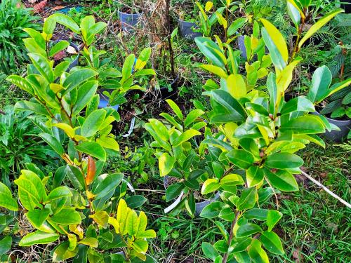 Michelia yunnanensis- Magnolia laevifolia HORT'IS VIRIDIOS (R)