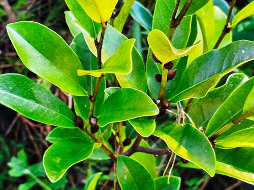 Michelia yunnanensis- Magnolia laevifolia HORT'IS VIRIDIOS (R)