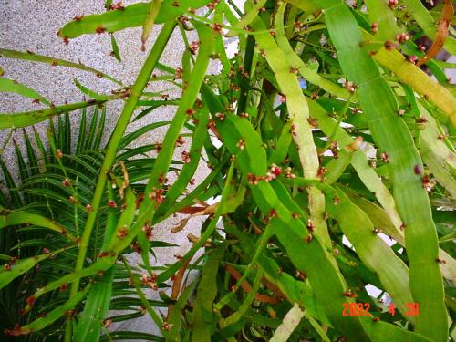 Muehlenbeckia platyclada  HORT'IS VIRIDIOS (R)