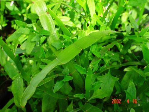 Muehlenbeckia platyclada  HORT'IS VIRIDIOS (R)