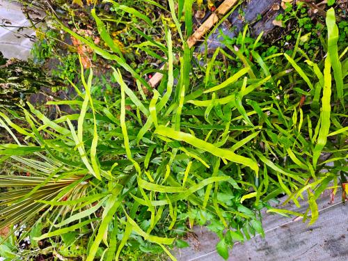 Muehlenbeckia platyclada HORT'IS VIRIDIOS (R)