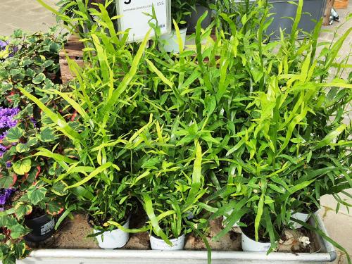 Muehlenbeckia platyclada HORT'IS VIRIDIOS (R)