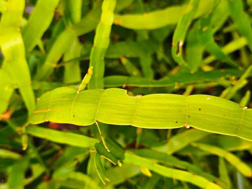 Muehlenbeckia platyclada HORT'IS VIRIDIOS (R)