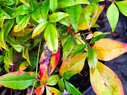 Nandina domestica ‘Fire Power’  HORT'IS VIRIDIOS (R)