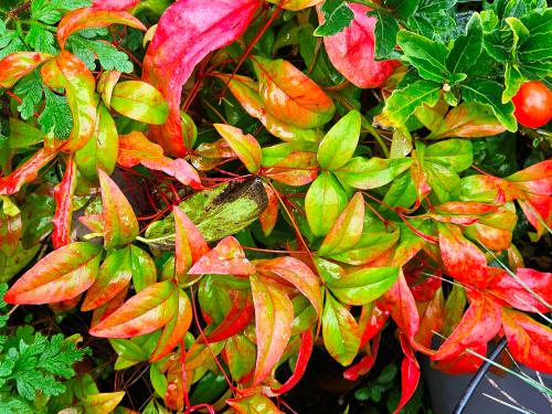 Nandina domestica ‘Fire Power’  HORT'IS VIRIDIOS (R)