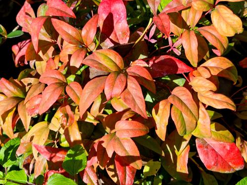 Nandina domestica ‘Fire Power’  HORT'IS VIRIDIOS (R)