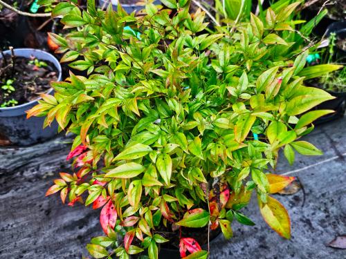Nandina domestica 'Gulf Stream'  HORT'IS VIRIDIOS (R)