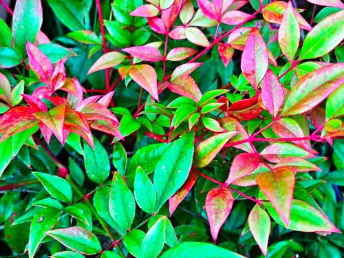 Nandina domestica 'Gulf Stream'  HORT'IS VIRIDIOS (R)