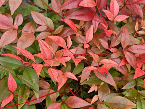 Nandina domestica 'Gulf Stream'  HORT'IS VIRIDIOS (R)