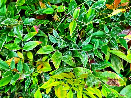 Nandina domestica 'Gulf Stream'  HORT'IS VIRIDIOS (R)