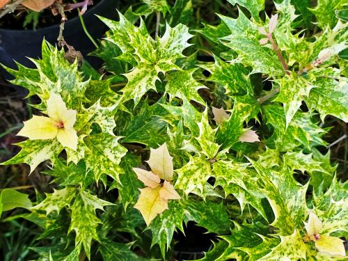 Osmanthus heterophyllus ‘Tricolor’‘Goshiki’ HORT'IS VIRIDIOS (R)