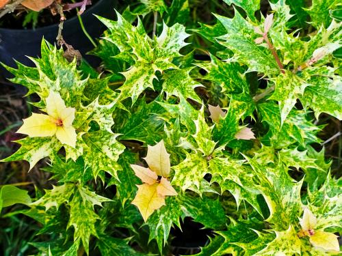Osmanthus heterophyllus ‘Tricolor’ ‘Goshiki’ HORT'IS VIRIDIOS (R)