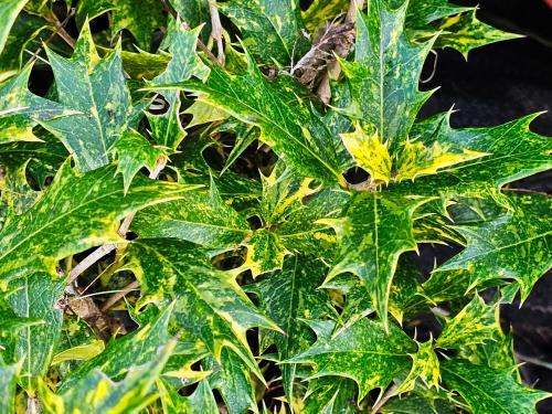 Osmanthus heterophyllus ‘Tricolor’ ‘Goshiki’ HORT'IS VIRIDIOS (R)
