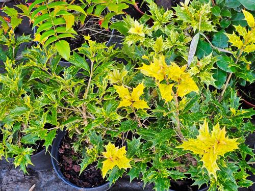 Osmanthus heterophyllus ‘Tricolor’‘Goshiki’ HORT'IS VIRIDIOS (R)