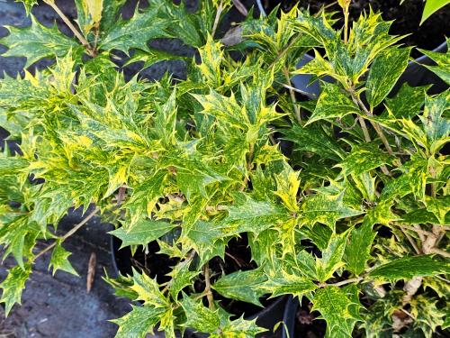 Osmanthus heterophyllus ‘Tricolor’‘Goshiki’ HORT'IS VIRIDIOS (R)