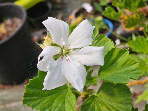 Pelargonium ‘Armor Blanc’ HORT'IS VIRIDIOS (R)