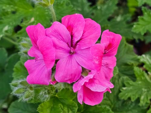 Pelargonium 'Clorinda' HORT'IS VIRIDIOS (R)