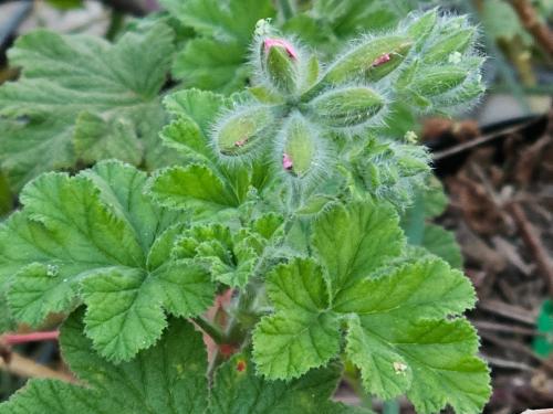 Pelargonium 'Clorinda' HORT'IS VIRIDIOS (R)