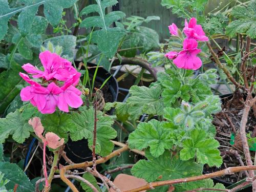 Pelargonium 'Clorinda' HORT'IS VIRIDIOS (R)