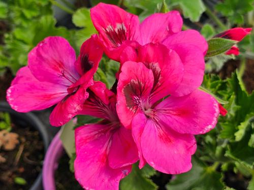 Pelargonium 'Fruhlingruss' HORT'IS VIRIDIOS (R)