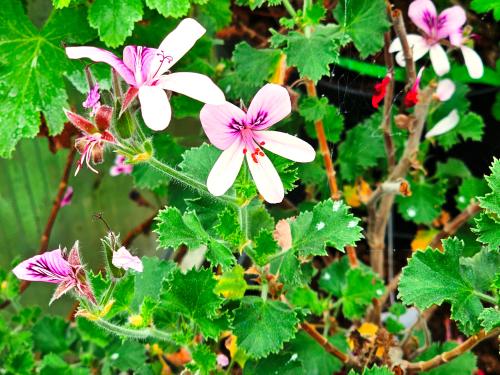 Pelargonium ‘Prince Ruppert’ HORT'IS VIRIDIOS (R)