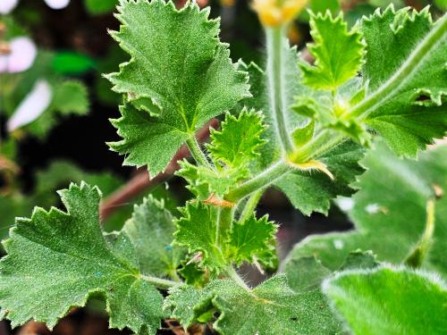 Pelargonium ‘Prince Ruppert’ HORT'IS VIRIDIOS (R)
