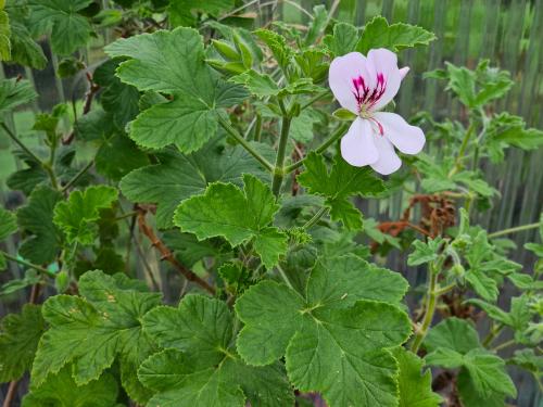 Pelargonium ‘White Unique’  HORT'IS VIRIDIOS (R)