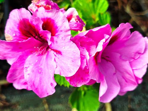 Pelargonium ‘Martha Süptitz’  HORT'IS VIRIDIOS (R)