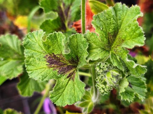 Pelargonium ‘Betty Hullman’ HORT'IS VIRIDIOS (R)