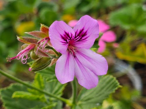 Pelargonium betulinum HORT'IS VIRIDIOS (R)