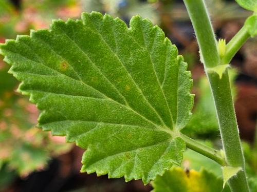 Pelargonium betulinum HORT'IS VIRIDIOS (R)
