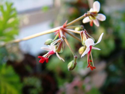 Pelargonium carnosum HORT'IS VIRIDIOS (R)