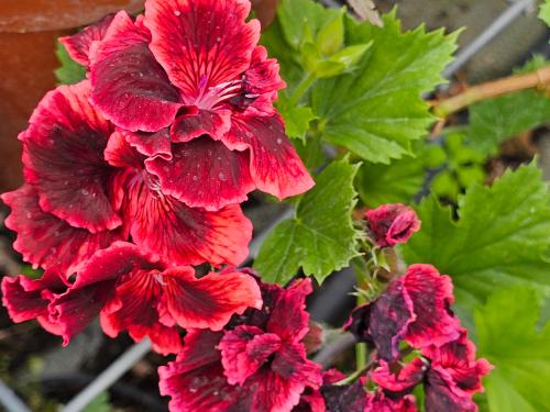 Pelargonium ‘Rimfire’  HORT'IS VIRIDIOS (R)