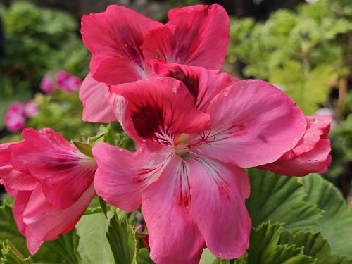 Pelargonium ‘Ferdinand’  HORT'IS VIRIDIOS (R)