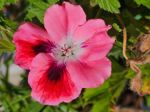 Pelargonium ‘Ferdinand’  HORT'IS VIRIDIOS (R)