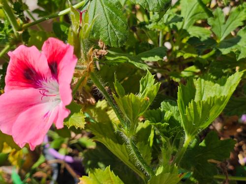 Pelargonium ‘Ferdinand’  HORT'IS VIRIDIOS (R)