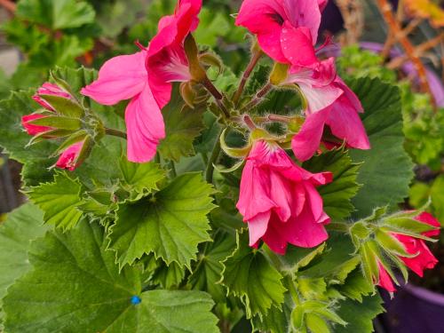 Pelargonium ‘Ferdinand’  HORT'IS VIRIDIOS (R)